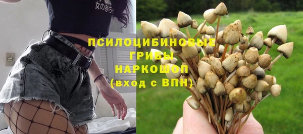 стаф Каменногорск